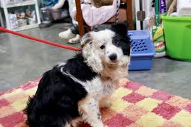 Find collie puppies and dogs for adoption today! Breaking Puppy Mill Survivors Available For Adoption Following Rescue Of Close To 80 Animals In Indiana World Animal News