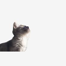 Maybe you would like to learn more about one of these? Gambar Kecil Yang Cantik Kucing Kucing Hitam Meow Bintang Yang Kecil Comel Png Dan Psd Untuk Muat Turun Percuma