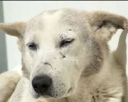 The initial sign usually consists of scaling on the elbows, with hair loss and scabs. Causes Of Scabs On The Edge Of Dog Ears Dog Discoveries