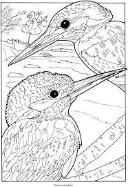 Captions identify illustrations of titmouse, great horned owl, condor, and other birds. Pin On Animals To Color
