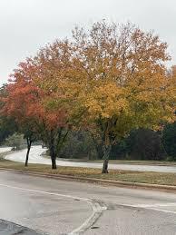 Image result for bigtooth maple