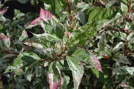 Tricolor Variegated Hibiscus Hibiscus Rosa Sinensis Tricolor In Jacksonville Fernandina Beach Florida Fl At Liberty Landscape Supply
