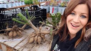 How to Care For, Remove and Store Iris Bulbs