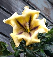 Image result for Solandra maxima