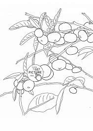 Download and use 100,000+ orange tree stock photos for free. Pin On Printable Coloring Pages
