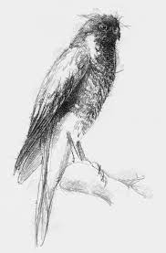 Sparrow Hawk Seanbriggs Bird Sketch Bird Art Sketch A Day