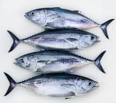 The seoul story‏ @theseoulstory 27 мая. 128 384 Tuna Fish Photos Free Royalty Free Stock Photos From Dreamstime