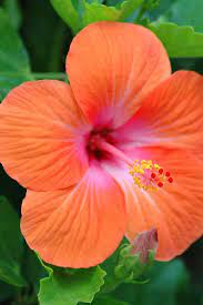 Hawaii Iphone Wallpaper Flower Wallpaper Hibiscus Flower Wallpaper Hibiscus Flowers
