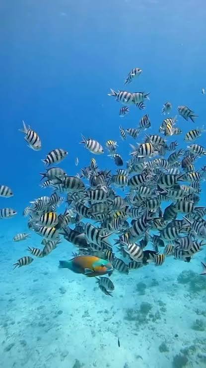 Snorkelling during Safari Blue