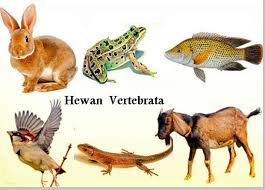 Contoh hewan vertebrata (hewan bertulang belakang): Vertebrata Hewan Bertulang Belakang Pengertian Ciri Ciri Contoh Contoh Vertebrata Berbagaireviews Com