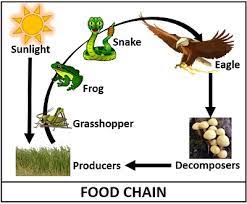Food web complexity is a factor of both the number of species and the number of different kinds of species in the soil. Difference Between Food Chain And Food Web With Comparison Chart Biology Reader
