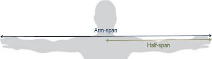 Image result for Arm Span