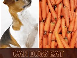 Check spelling or type a new query. Are Carrots Good For Dogs Pethelpful