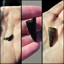 Shark Tooth Hunters Of The Carolinas