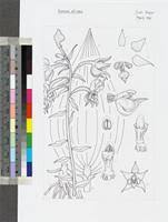 Image result for Epipactis africana