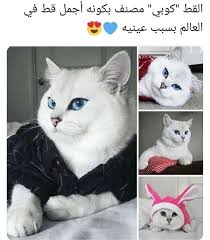 Pin By طيف On Beautiful Birthday Cakes In 2020 Cute Cat Memes Cute Baby Animals Cute Animals