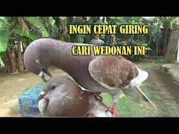 Selain untuk aksesoris, ring juga menjadi identitas utama bagi penangkaran anda. Merpati Cepat Giring Cari Betina Ini By Bekur Cilacap