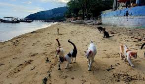 See a list of seven places to get free kittens, and learn about the hidden price tag. Malaysia Has A Cat Beach In Penang With Over 300 Cats To Play With Even Adopt Trp