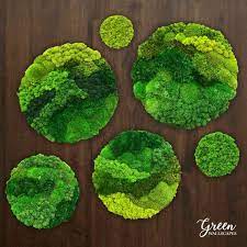 Custom Reindeer Moss Wall Art Preserved Reindeer Moss Etsy In 2021 Moss Decor Moss Wall Art Moss Wall