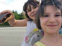 Turtle as grey poupon spokesperson