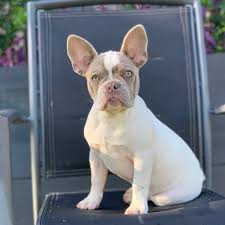 Isabella frenchies are for people with champagne taste and want the very best. French Bulldog Puppies French Bulldog Pups French Bulldog For Sale