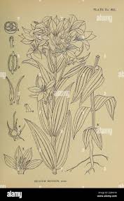 Image result for Exacum zombense