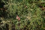 Image result for Indigofera subulifera