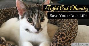 To understand whether a cat is overweight it's vital that you learn to see specific symptoms which could suggest that truly the cat's. Cat Weight Loss Program For Your Cat That Won T Lose Weight Caticles