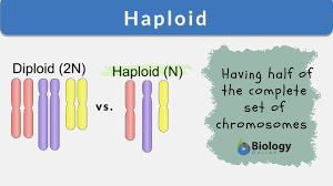 Almost all mammals have diploid genomes. Haploid Definition And Examples Biology Online Dictionary