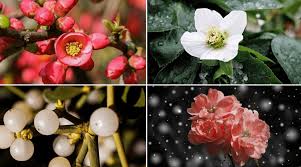 Well, in nature, wildflowers give us a glorious show of blooms from spring, through. 49 Of The Best Winter Plant Ideas 27 Is Perfect