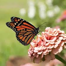 We did not find results for: What Are The Best Annuals That Attract Butterflies