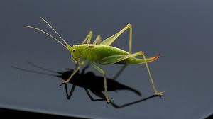 My Dog Ate A Grasshopper Will He Get Sick Our Fit Pets