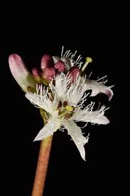 Image result for Menyanthaceae