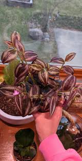Wandering jews seem to bloom almost at random, at almost any time of year, and the small pops to grow a wandering jew outdoors, as a ground cover or accent plant in rock gardens, plant it in. My Wandering Jew Is Starting To Bloom Houseplants