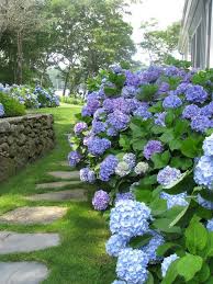 Las Hortensias Son Mucho Ma S Que Bellas Ornamentales Beautiful Hydrangeas Hydrangea Garden Hydrangea Landscaping