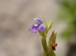 Image result for Crepidorhopalon