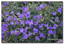 In this vlog, garden home television host p. Aubrieta Argenteovariegata False Rock Cress