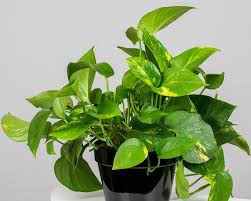 Image result for Epipremnum aureum