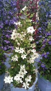This old man's beard is a stunning climber that will enhance any garden. Clematis Pistachio Clematis Plants Antique Collection