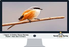 Burung ini memiliki keunikan ciri tubuh. Simak 13 Daftar Harga Burung Pentet Jenis Dan Caranya