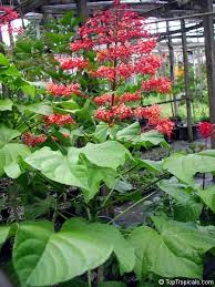 Find popular pagoda plant and buy best selling pagoda plant from m.banggood.com. Pin On In The Garden