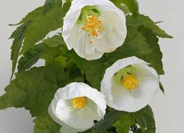 Image result for Abutilon lauraster