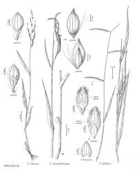 Image result for Urochloa umbellata