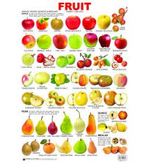 Sonnybee On Twitter English Vocabulary Fruit Learn English
