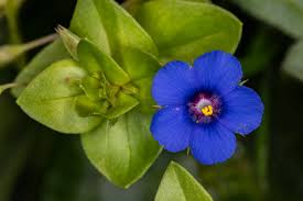 Image result for Lysimachia arvensis