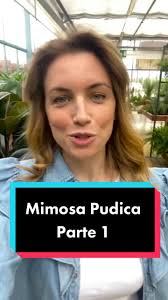 Perché la Mimosa Pudica o Sensitiva si finge morta?? 🧐 #plant  #plantsoftiktok #mimosapudica #mimosasmakeupmagic #mimosasensitiva #piante