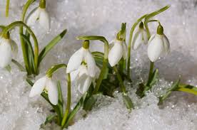 Your spring flowers stock images are ready. Early Spring Flowers Plant Early Blooming Spring Flowers In The Garden