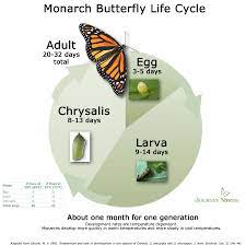El Ciclo De Vida La Mariposa Monarca Toluca Estado De Mexico