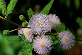 Maybe you would like to learn more about one of these? Mimosa Sedih Mimosa Pudica Perihal Tumbuhan Penanaman Dan Penjagaan Di Rumah