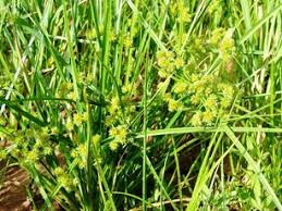 Image result for Courtoisina cyperoides